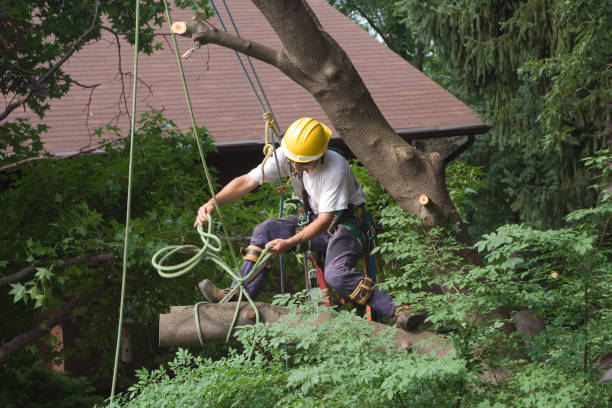 How Our Tree Care Process Works  in  Winneconne, WI